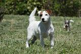 PARSON RUSSEL TERRIER 164